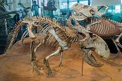 New York City, USA - Two Protoceratops from 80 million years ago in Mongolia, in the American Museum of Natural History.
