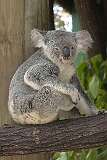 Port Douglas, Queensland, Australia - A koala in the Rainforest Habitat wildlife park.