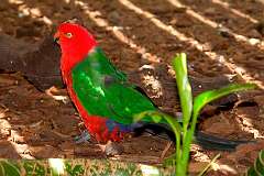 Cairns, Queensland, Australia - An Australian King Parrot in the Cairns Wildlife Dome on top of the Casino.