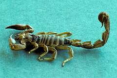 Ntaria, Northern Territory, Australia - A scorpion, in former Hermannsburg mission.