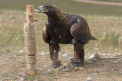 Guru Camp, Ulaanbaatar, Mongolia - A hunting eagle (burkit), in Gorkhi-Terelj National Park.