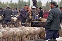 Kashgar, Xinjiang-Uyghur, China - Sheep for sale at a Livestock Market.