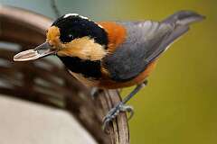 Minawa, Shikoku, Japan - A Varied tit eating seeds at a guest house in the Iya valley.