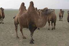 Dalanzadgad, Ömnögov, Mongolia - Camels in the desert, near Tsogt-Ovoo.