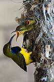 Cairns, Queensland, Australia - A male Yellow-breasted Sunbird feeding his young.