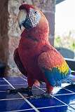 Île Royale, French Guiana - A scarlet macaw, a South American parrot.