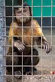 Georgetown, Guyana - A Black-capped Capucin Monkey.