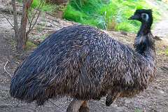 Healesville, Victoria, Australia - An emu in Healesville sanctuary.
