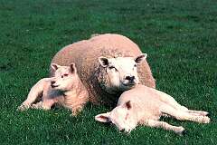 Harlingen, Friesland, Netherlands - A sheep with newly born lambs.