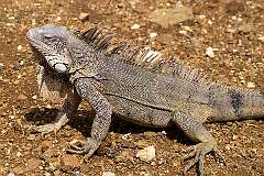 Kralendijk, Bonaire, Dutch Caribbean - A Green iguana at Plaza Resort.