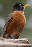 New York City, USA - An American robin, a migratory songbird, in Central Park.