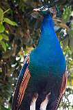 Île Royale, French Guiana - An Indian peacock.