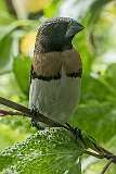 Cairns, Queensland, Australia - A Chestnut-breasted Mannikin.