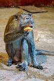Gombak, Selangor, Malaysia - A macaque, inside the Batu Temple Caves.