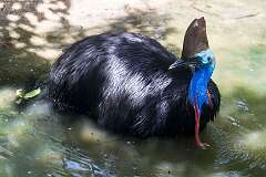 Port Douglas, Queensland, Australia - A Southern Cassowary, a flightless bird, in the Rainforest Habitat Wildlife Park.