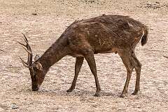 Rinca, Nusa Tenggara Timur, Indonesia - A Rusa deer in Loh Buaya Komodo National Park.