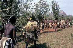 Lobamba, Eswatini, 1970 - Young men march into Lobamba Royal residence, with “lusekwane”, to be used to cover the sacred enclosure in the Royal cattle byre in the iNcwala ceremony.