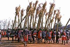 Lobamba, Eswatini, 1973 - Swazi girls carry bundles of reed to repair fences in the residence of the “Ndlovukati”, the Queen Mother, in the ”uMhlanga” ceremony.