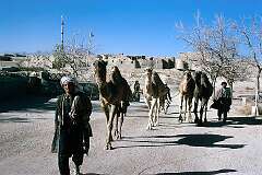 Camels are led home on the outskirts of the old town of Ghazni. Camel caravans have plied these regions for centuries: this was part of the Silk Road.