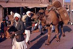 Camels are a common sight and still widely used as beasts of burden. Afghan camel drivers were vital during the exploration of outback Australia in the 19th Century.