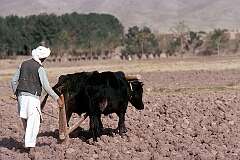 Ploughing his fields with a wooden plough and oxen, farming is hard work on the dry soil near Herat and drought is an always present danger.