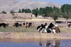 Men with their sheep relaxing near Herat.