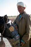 An Uzbek man feeding his horse on the outskirts of Herat.