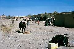 Adraskan, a typical village between Herat and Kandahar.