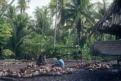 Getting copra, the dried white flesh of a coconut, from which coconut oil is extracted, in Tuarabu village.