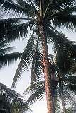 Climbing a palm-tree to tap “te karewe”, palm toddy, on Makin island.