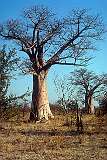 Baobab trees in the game reserve near Victoria Falls.
