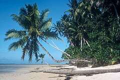 Walung, Kosrae State, Micronesia, - Coconut palms over a beach on Kosrae island.