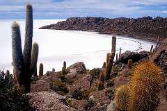 Uyuni, Potosi, Bolivia - Cacti on the Isla de Pescadora, an island on the Salar de Uyuni, the world's largest salt flats.